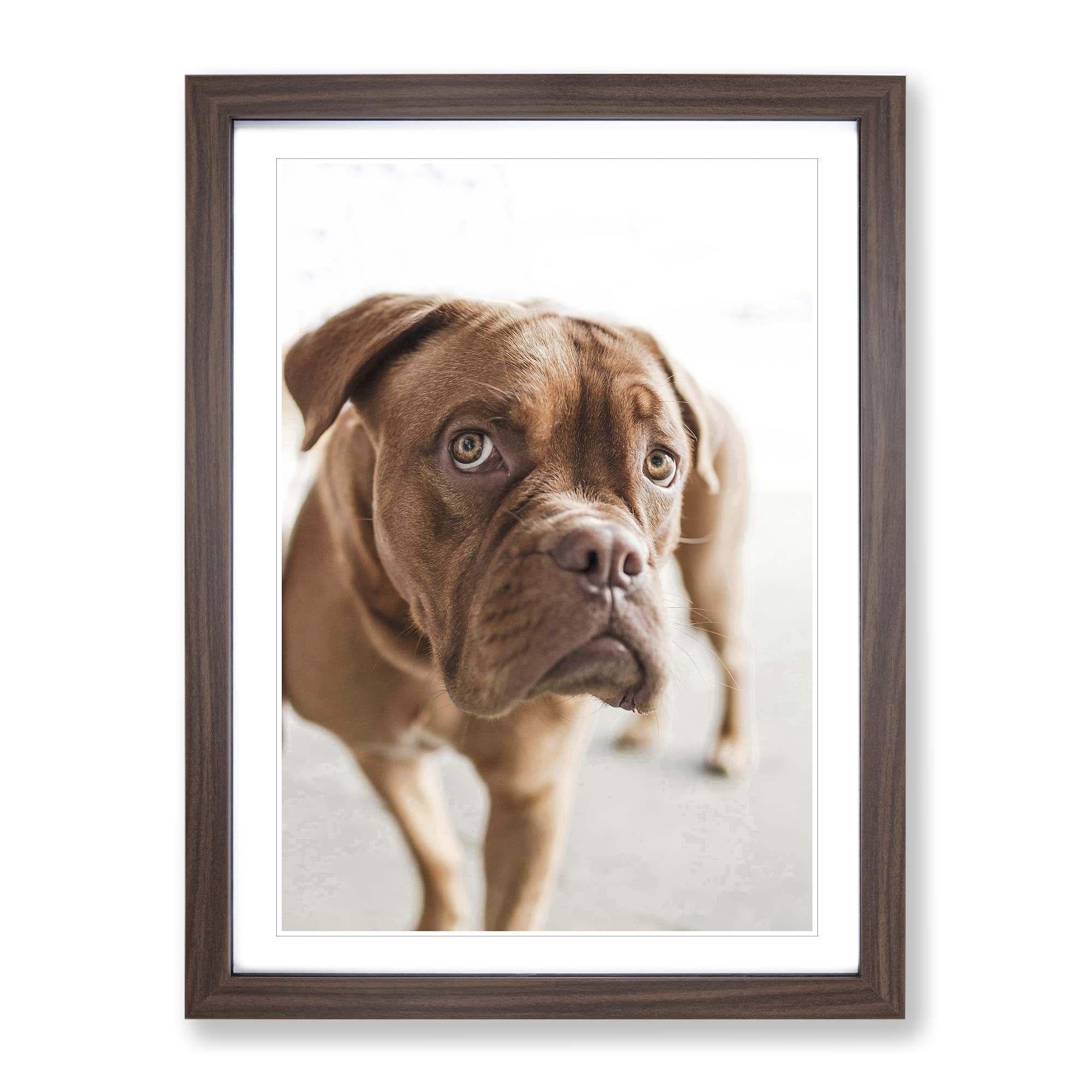Dogue De Bordeaux Dog Modern Framed Wall Art Print, Ready to Hang Picture for Living Room Bedroom Home Office Décor, Walnut A3 (34 x 46 cm)