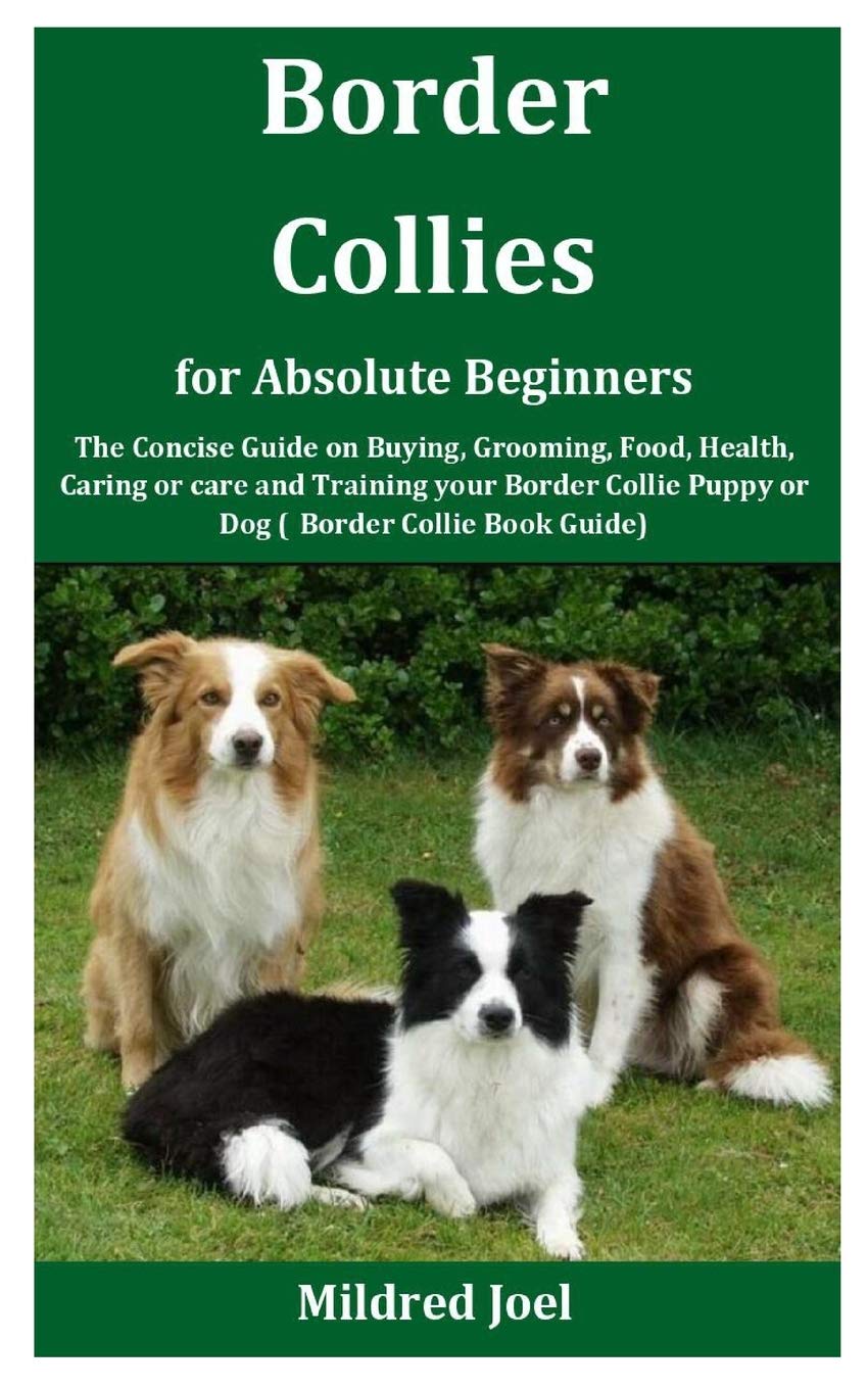 border collie puppy food