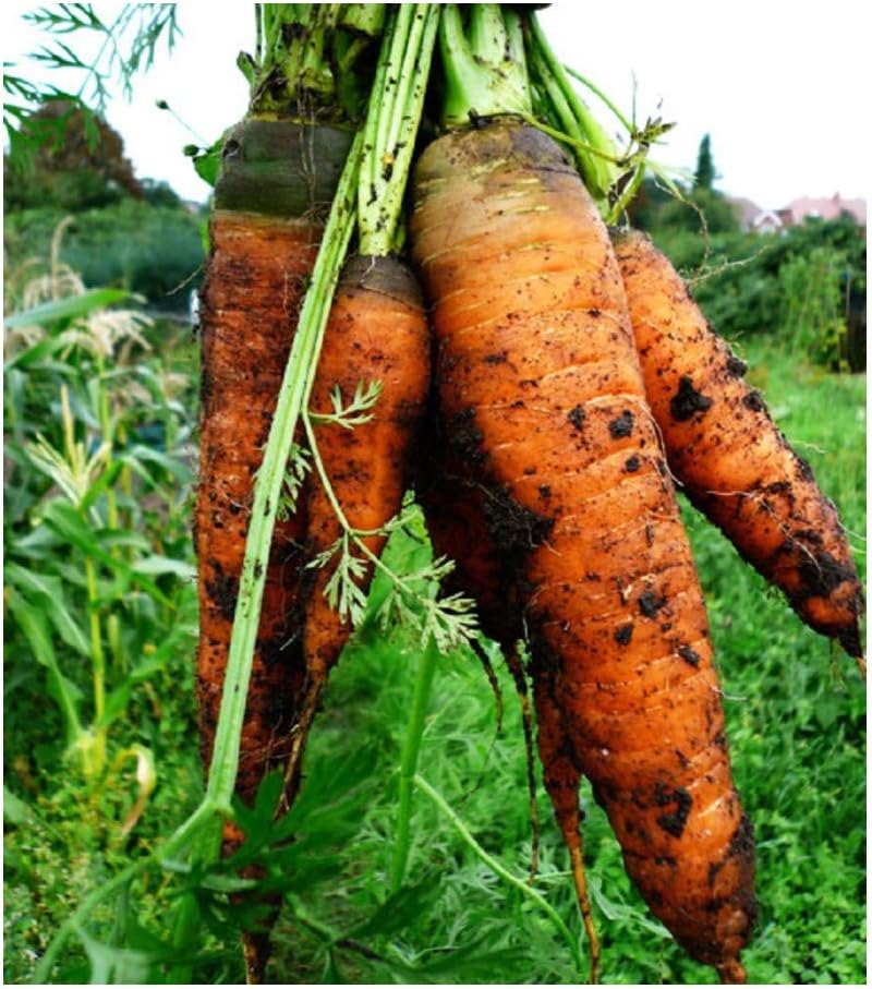 PREMIER SEEDS DIRECT - Carrot Seeds - Autumn King 2 (4 Grams), Orange