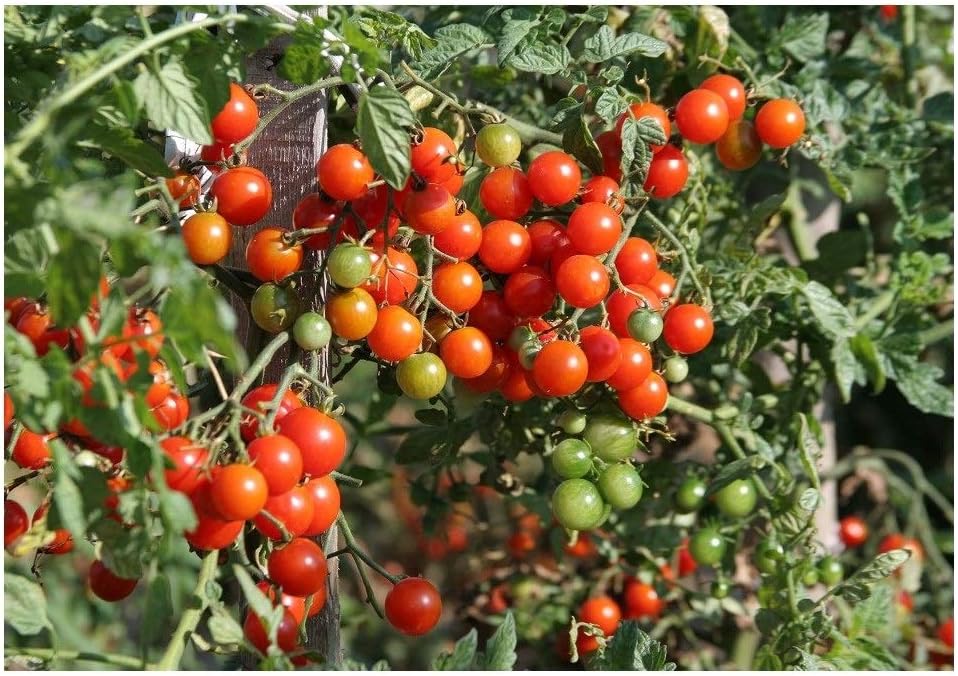 VEGETABLE ITALIAN CHERRY TOMATO CERISE 125 FINEST SEEDS Amazon.co.uk