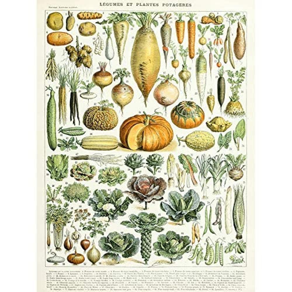Artery8 Millot Encyclopedia Page Legumes Vegetables Art Print Canvas Premium Wall Decor Poster Mural