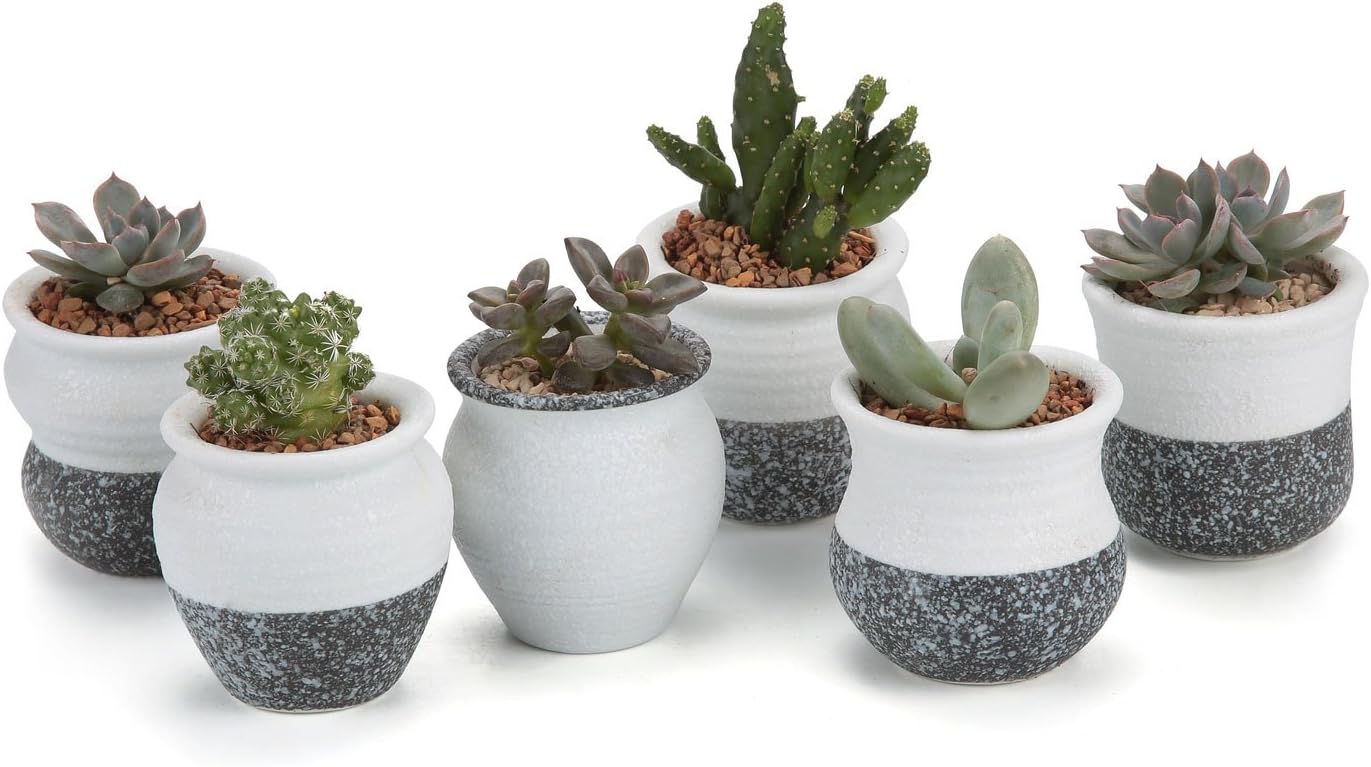 Best Tiny Home Plant Holders