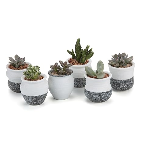T4U 6CM Keramik Sukkulenten Töpfe Kaktus Pflanze Töpfe Mini Blumentöpfe Korea Stil Schnee Serie 6 Stücke Set