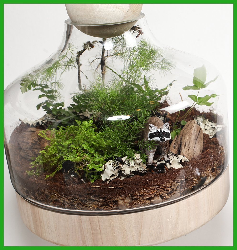 Lucky Gardener Deluxe DIY Terrarium Kit | Tulips Orchids