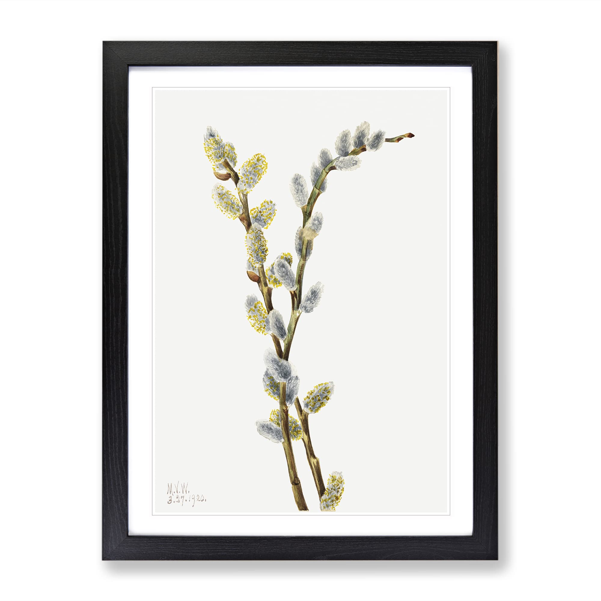 Pussy Willow Flowers By Mary Vaux Walcott Vintage Framed Wall Art Print, Ready to Hang Picture for Living Room Bedroom Home Office Décor, Black A4 (34 x 25 cm)