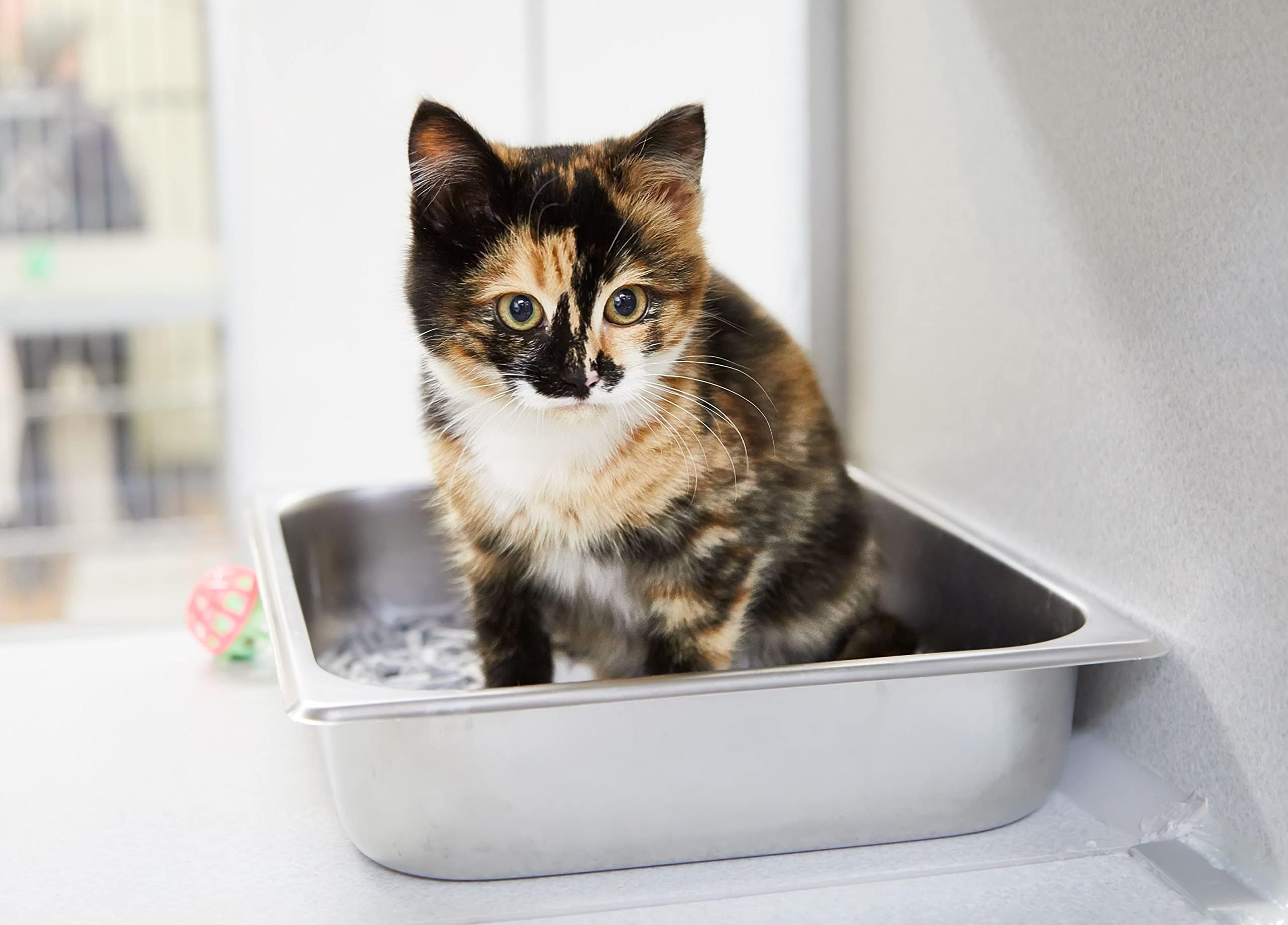 Cat Litter, Coconut Coir, 4 x Litres in Convenient Paper Bag (16 Litres), Premium Quality Cat Litter