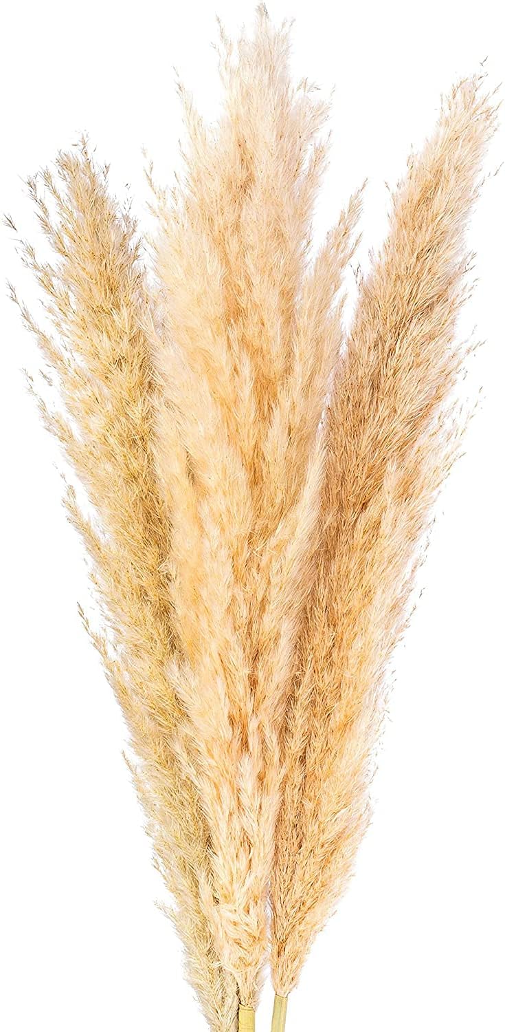 Tall Natural Dried Pampas Grass 36 Inch - 3 Large Fluffy Stems for Home Interior Decoration, Floral or Boho Wedding Arrangements and Events - Tan, Beige, Gold and White Tones