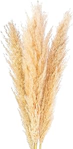 Tall Natural Dried Pampas Grass 36 Inch - 3 Large Fluffy Stems for Home Interior Decoration, Floral or Boho Wedding Arrangements and Events - Tan, Beige, Gold and White Tones