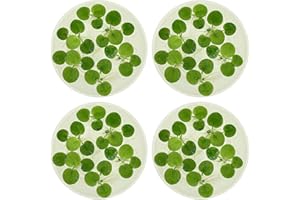 Amazon Frogbit, Limnobium laevigatum, Live Aquarium/Aquatic/Freshwater/Floating/Pond Plant/Planted Tank/Aquascaping/Paludarium by Aquarium Plant Center (24 Plants (72+ Leaves)), Green