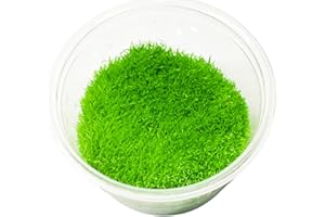 Mainam Utricularia Graminifolia Tissue Culture Live Aquarium Plants Decorations Freshwater Fish Tank Aquatic Plant3 Days Live Guaranteed
