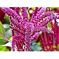 Unique Foxtail Amaranth Amaranthus Caudatus 400 Non-GMO Seeds for Planting Unusual Garden Plant Ideal for Hanging Baskets or in The Ground