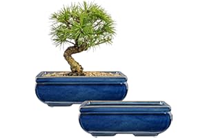 Villa Como Succulent Planters Bonsai Pots for Live Bonsaii Trees Set of 2, 8.7" Large Ceramic Shallow Pot for Succulents Indoor with Drainage Hole, Outdoor Cactus Plant Bonsai Pots, Ceramic Flower Pot