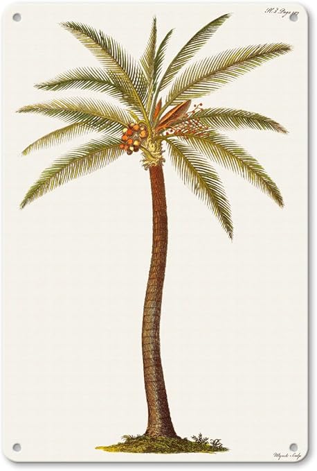 Arbol De Palmera De Coco Cocos Nucifera De Griffith Hughes Del Siglo Xviii La Historia Natural De Barbados Ilustracion Botanica Vintage Por James Mynde C 1750 Hawaiian Fine Art Print Amazon Es