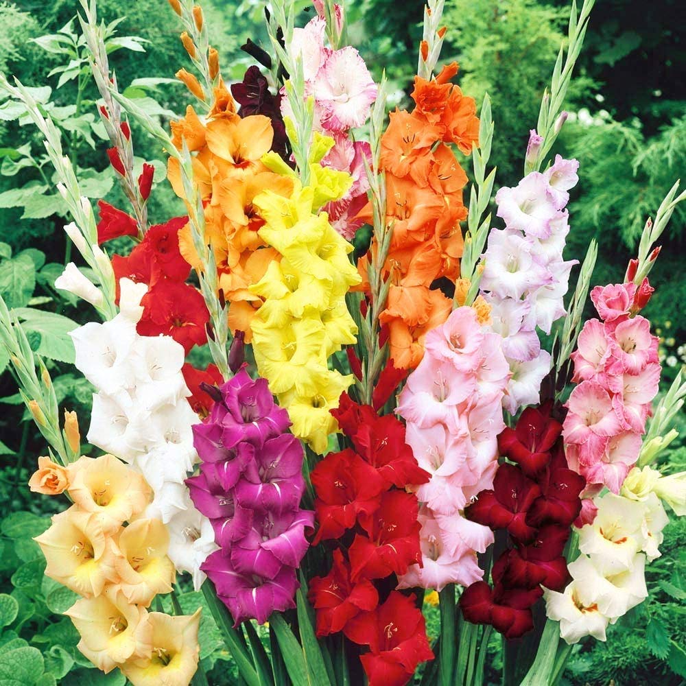 8 x Gladioli Mixed- Easy Growing- Superb as Cut Flower Arrangement- Create Drama in Your Beautiful Garden