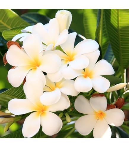 Amazon.com : 1 Hawaiian White Plumeria Plant Cuttings zc44