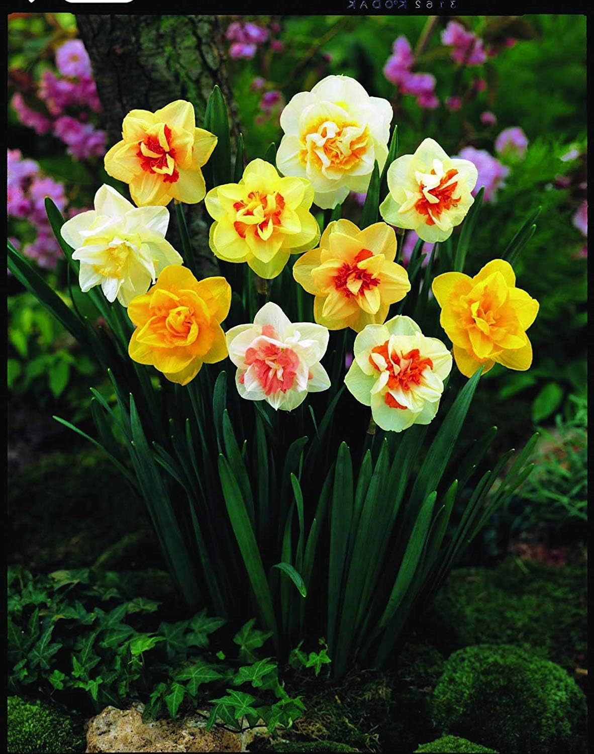 10 Fragrant Mixed Daffodil Bulbs,Very Beautiful Bulbs Quality Assurance