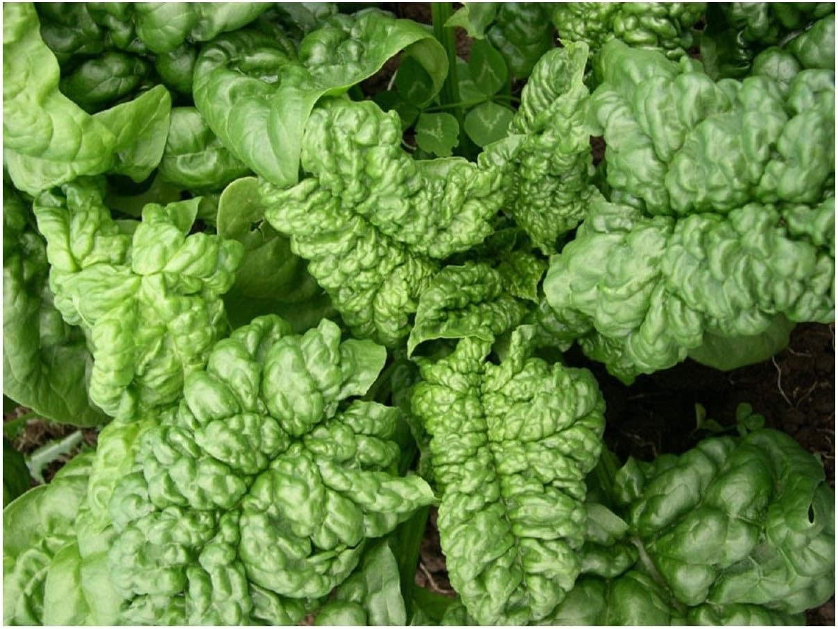 PREMIER SEEDS DIRECT Spinach - BLOOMSDALE Long Standing - 600 Seeds