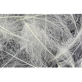 Hareline Fly Tying Cul de Canard (CDC) &ndash; Natural CDC Feathers for Fly Tying Dry Flies, Emergers &amp; Comparaduns