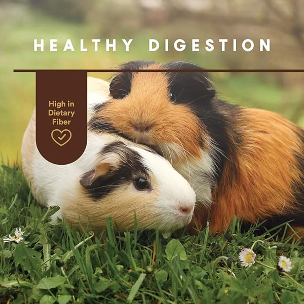 MANNA PRO GUINEA PIG FEED – WITH VITAMIN C – COMPLETE FEED FOR GUINEA PIGS – NO ARTIFICIAL COLORS OR FLAVORS – 5 LB