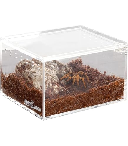 Terrario Acrilico 10x10x10 Cm - Per Insetti, Ragni E Piccoli Animali - Foto 3