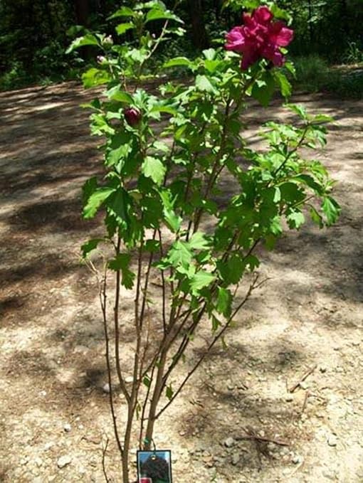 Amazon 1 Double Flower Red Althea Rose Of Sharon 3 Gal Large 