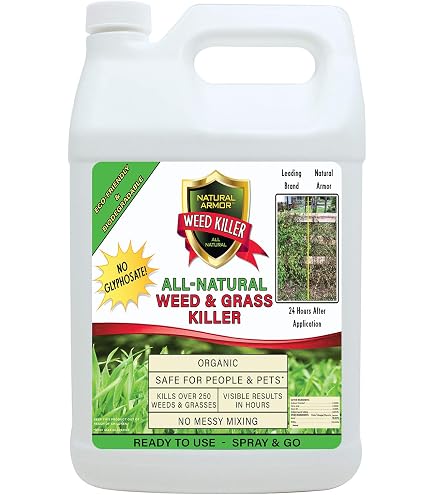 dracaena lemon lime plant care Dracaena Lemon Lime | Care Guide and Pro Tips - Delivery from Toronto  across Canada