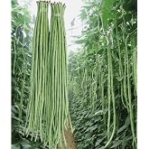 30PCS Yard Long Bean Seeds Heat-Resistant Asparagus Bean Heirloom Seeds