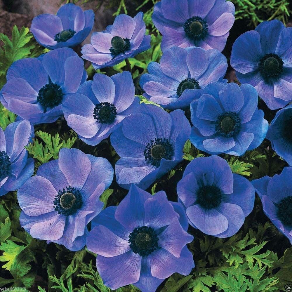 Amazon アネモネコロナリア氏 フォッカー ウィンフラワー ポピー アネモネ ハーディー 発送準備完了 種