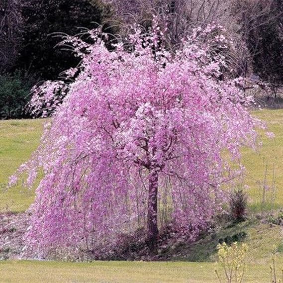 Gemini_mall® 20pcs Pinl Weeping Cherry Tree Seeds Garden Yard Dwarf