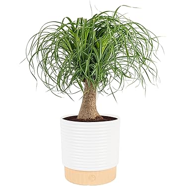 Amazon Best Sellers: Best Live Indoor House Plants