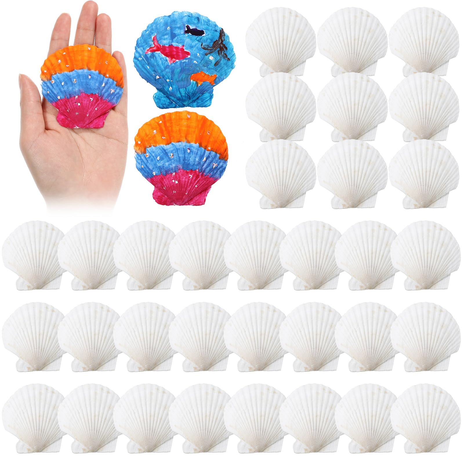 Photo 1 of GlikCeil 50 Pcs Sea Shell for Crafting Natural Large Scallop White Oyster Shells Bulk for Decorating DIY Home Decor Beach Wedding Ocean Themed Party(2''-3'')