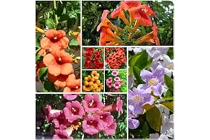 Mixed Hummingbird Trumpet Vine Seeds for Planting, Non-GMO, 100+ Count, Attract Hummingbirds and Butterflies, for Outdoor Gar