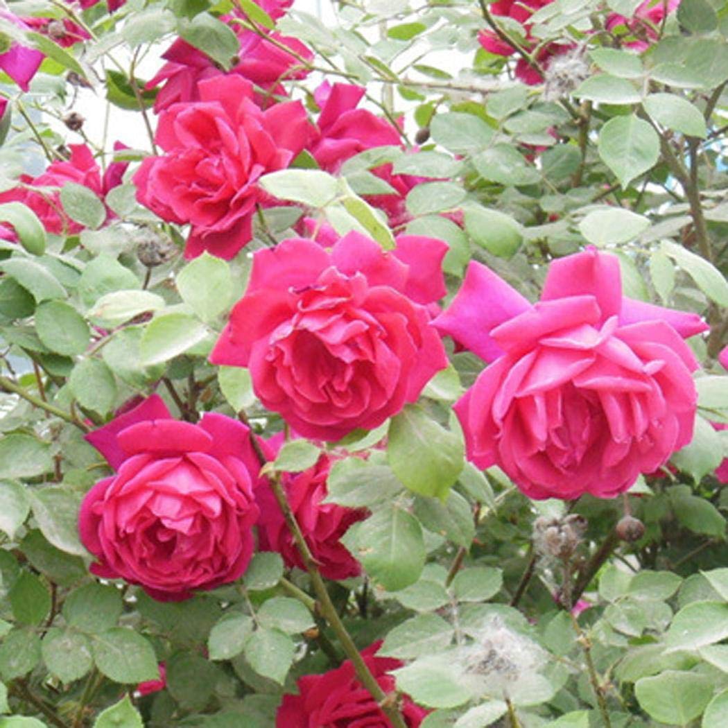 Pinsparkle Mix Rose Flowers Seeds Flower Seeds Plant Seed Courtyard Plant Seeds Flowers