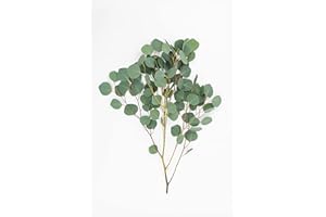 Rumhora Greens | (2) Two Bunches of Fresh and Natural Silver Dollar Eucalyptus | Pack of 5 Stems in Each Bunch (10 stems total)| Perfect for Indoor and Outdoor Decorations