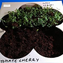 Huerto Urbano - Seed Box Kids - Batlle: Amazon.es: Jardín