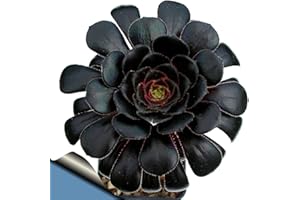 HIRT'S GARDENS Black Rose Tree - Aeonium arboreum - Rare - Easy to Grow! - 3" Clay Pot