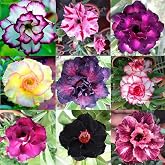Graines Rares Adenium Obesum Rosa Desert Rose – Black & White, Fleurs Exotiques Perennes Du Désert (Lot De 2 Graines Uniquement)