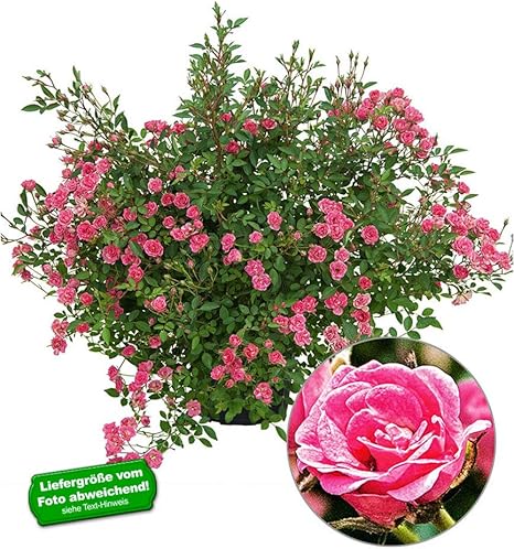 Baldur Garten Lilly Rose Wonder5 1 Pflanze Balkonrose Fur Topfe Und Kubel Winterhart Amazon De Garten
