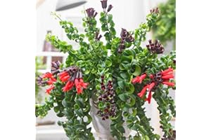 HILROQG Curly Lipstick Plant Live for Planting in 3 Inch Pot, Aeschynanthus Lipstick Live Plant, Lipstick Vine Easy Blooming House Plant