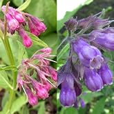 100 Symphytum Officinale Comfrey Seeds - Perennial Symphytum Officinale Comfrey Herb Non-GMO Heirloom Garden Seeds