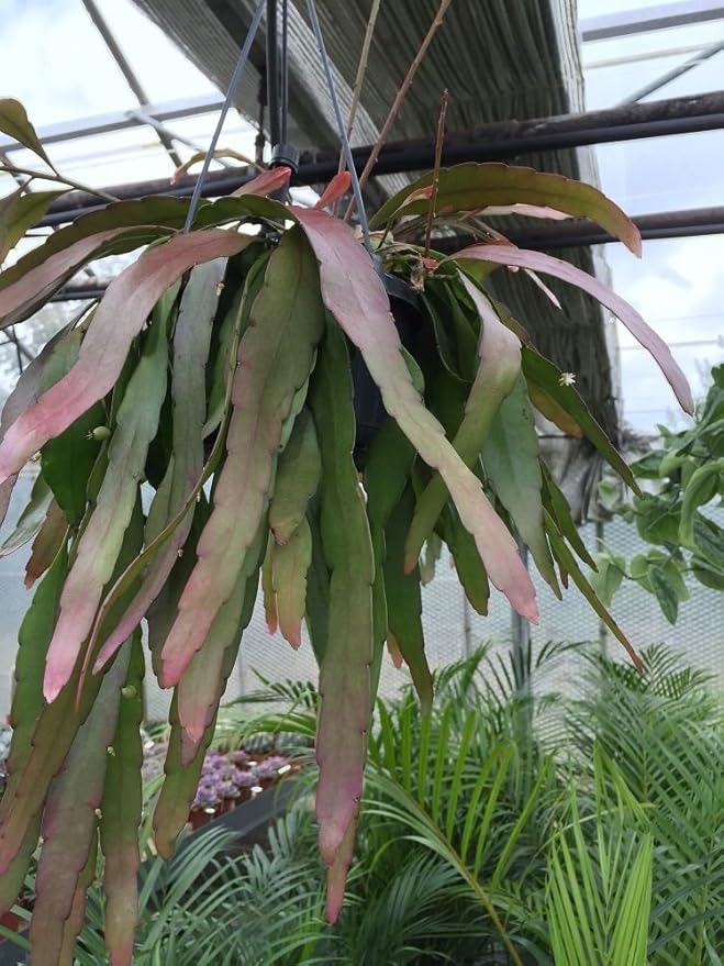 Rhipsalis Ramulosa Red Coral Plant in a Hanging Pot. Rarely Offered