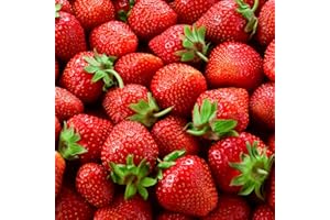 CZ GRAIN (Best) Seascape Strawberry Plants - Bare Root Plants to Grow Strawberries - Ready to Ship - No Ship to California (15 Strawberry Plants)