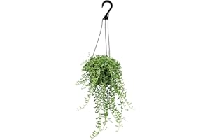 String of Bananas Succulent, Hanging Plants Live Succulents Plants Live Houseplants, Hanging Planter Basket, Mini Succulents Live Plants Indoor Plants in Plant Basket by Plants for Pets