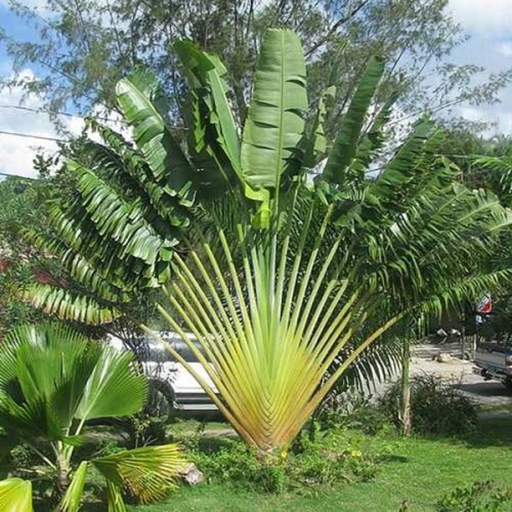 Ravenala Madagascariensis Travellers Palm Tree Very Rare Seed 50 Seeds ...