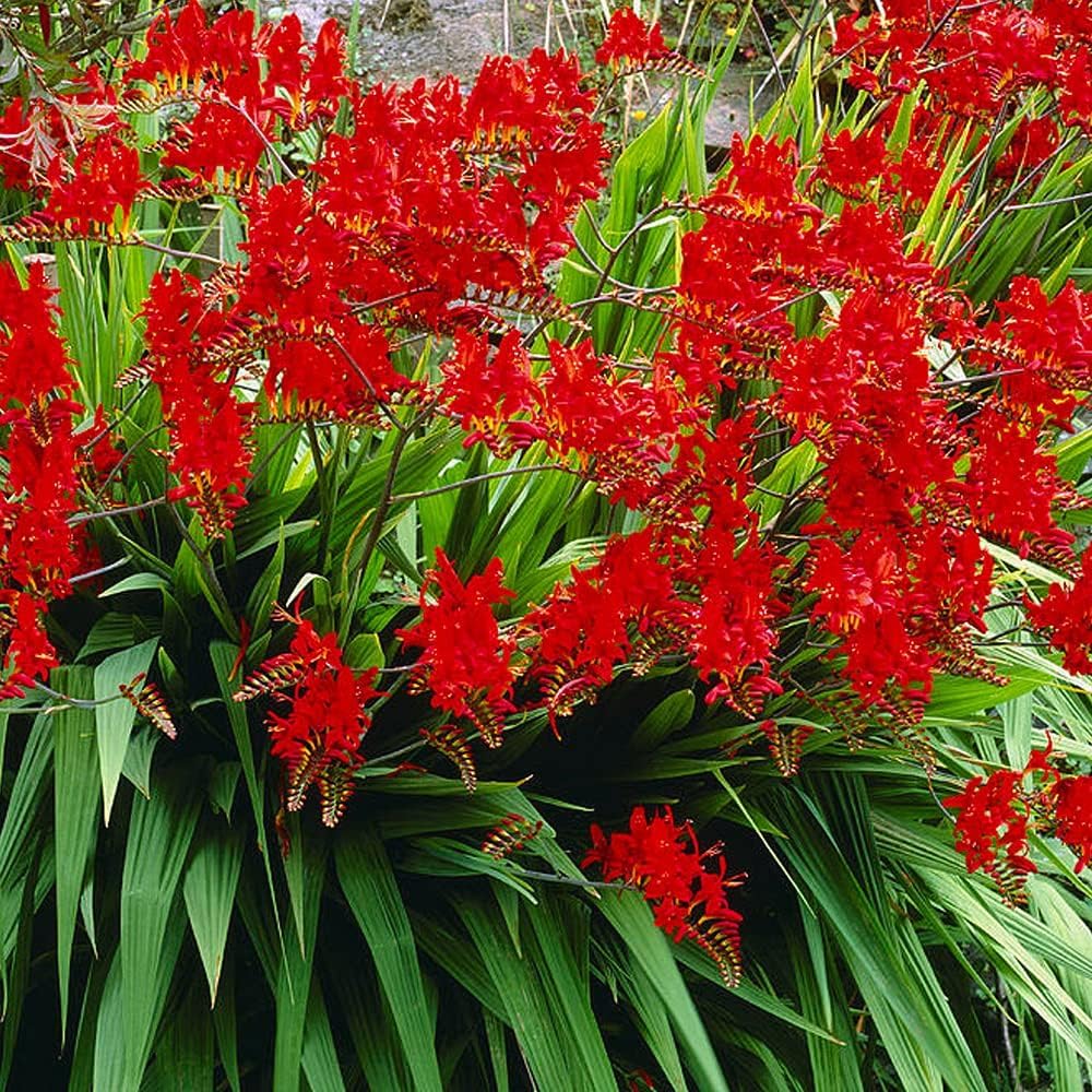 5 x Crocosmia Lucifer – Bold Tomato red Funnel Shaped Flowers-Arching Stems- Herbaceous Perennial- Looks Lovely in swathes- RHS Award Winner- for Your Beautiful Garden