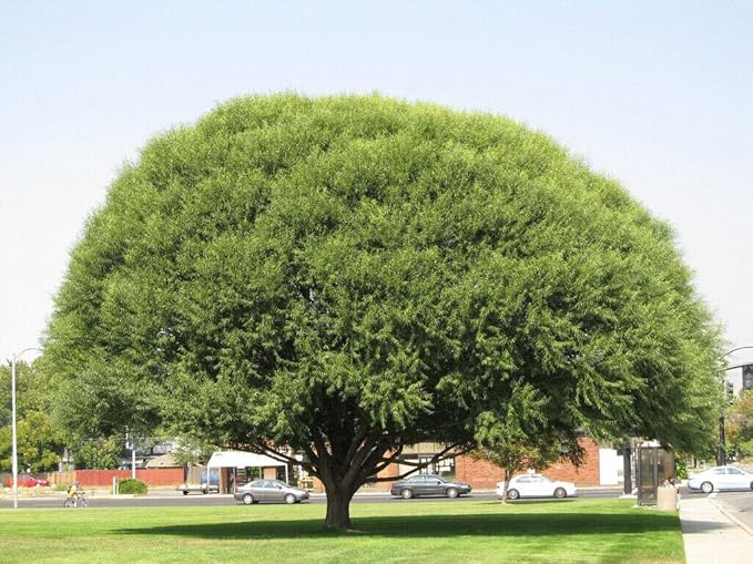 4 Globe Willow Trees Shade or Privacy Tree Fast Growing BC2 Garden & Outdoor