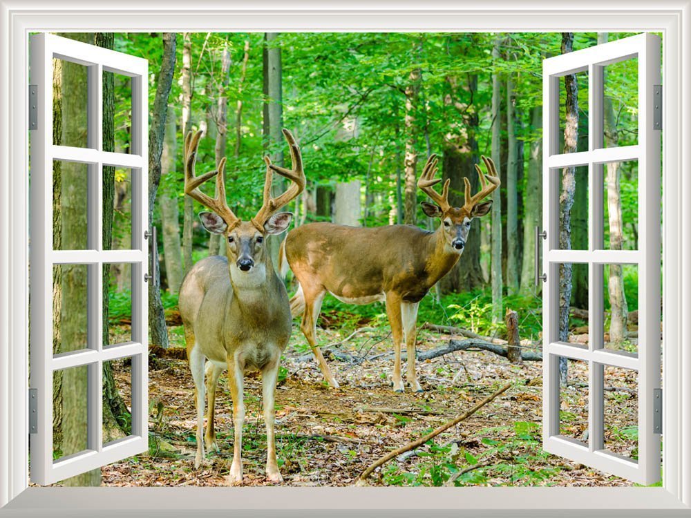 Removable Wall Sticker Wall Mural Whitetail Deer Buck in Velvet