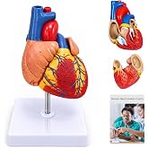 breesky Life Size Human Heart Model, Anatomically Accurate 2-PartMedical Model with 48 Anatomical Structures &amp; Mounted Display Base &amp; Number Manual for Classroom &amp; Cardiology Study