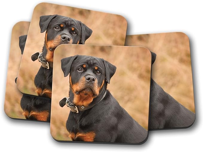 beautiful rottweiler