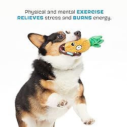 Barkbox 2 in 1 Interactive Plush Dog Toy - Rip and